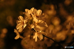 夜の桜 4