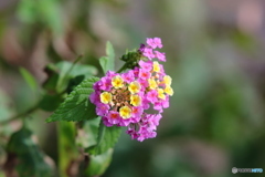 ランタナの花