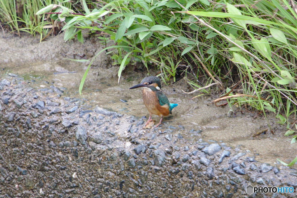 カワセミさん