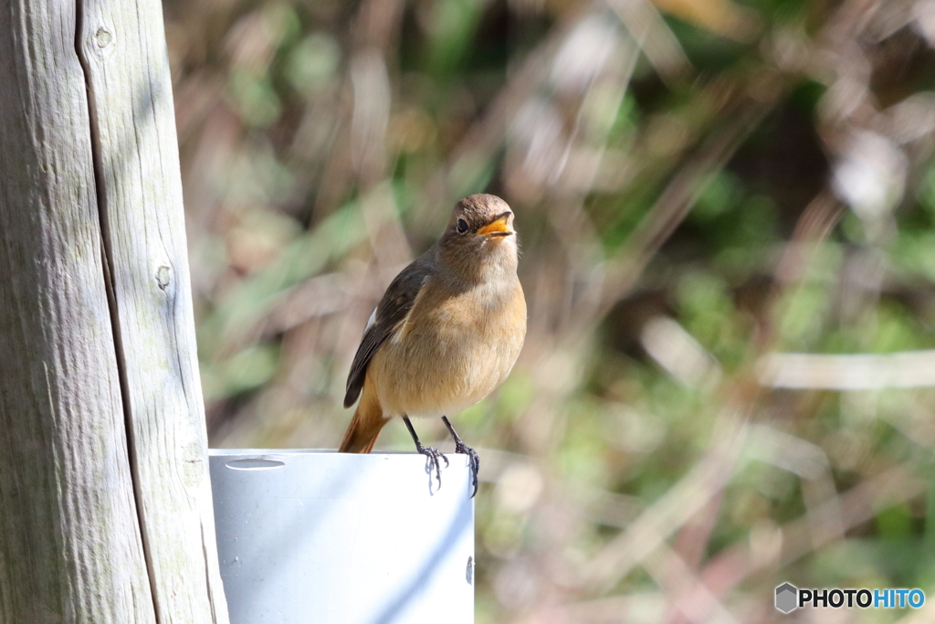 鳴くジョウビタキさん
