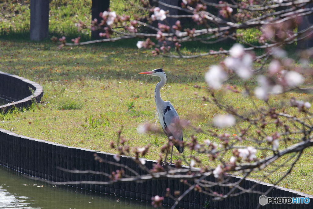 桜とアオサギさん