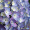 ムラサキ紫陽花