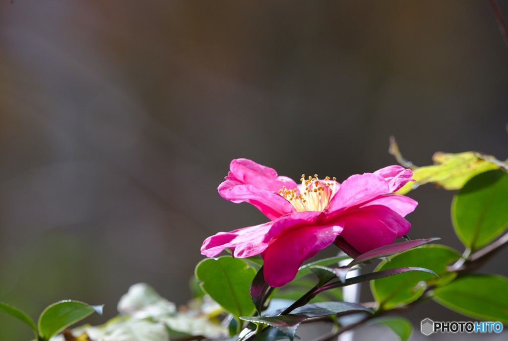 静かに咲く花