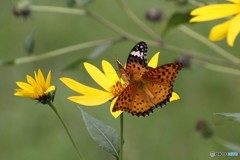 蝶チョウと黄色い花