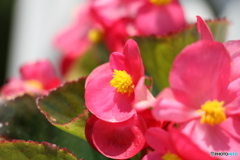 赤と黄色の花