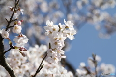 桜の花 1