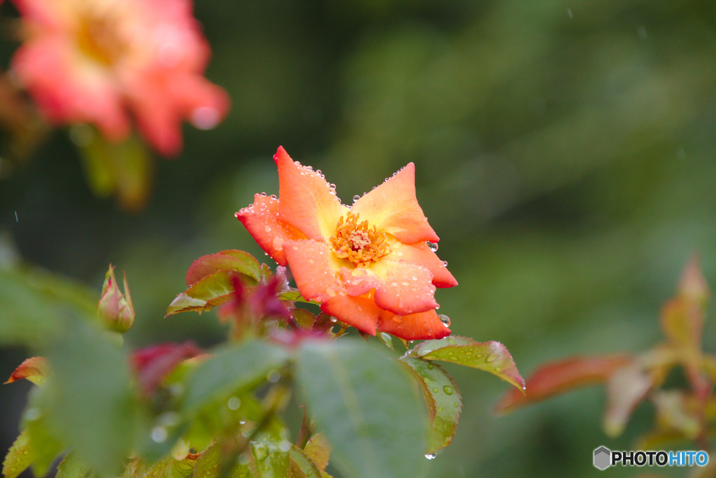 橙色の薔薇と雨