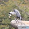 アオサギ