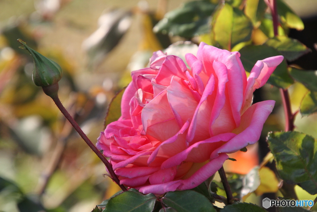 桃色の薔薇