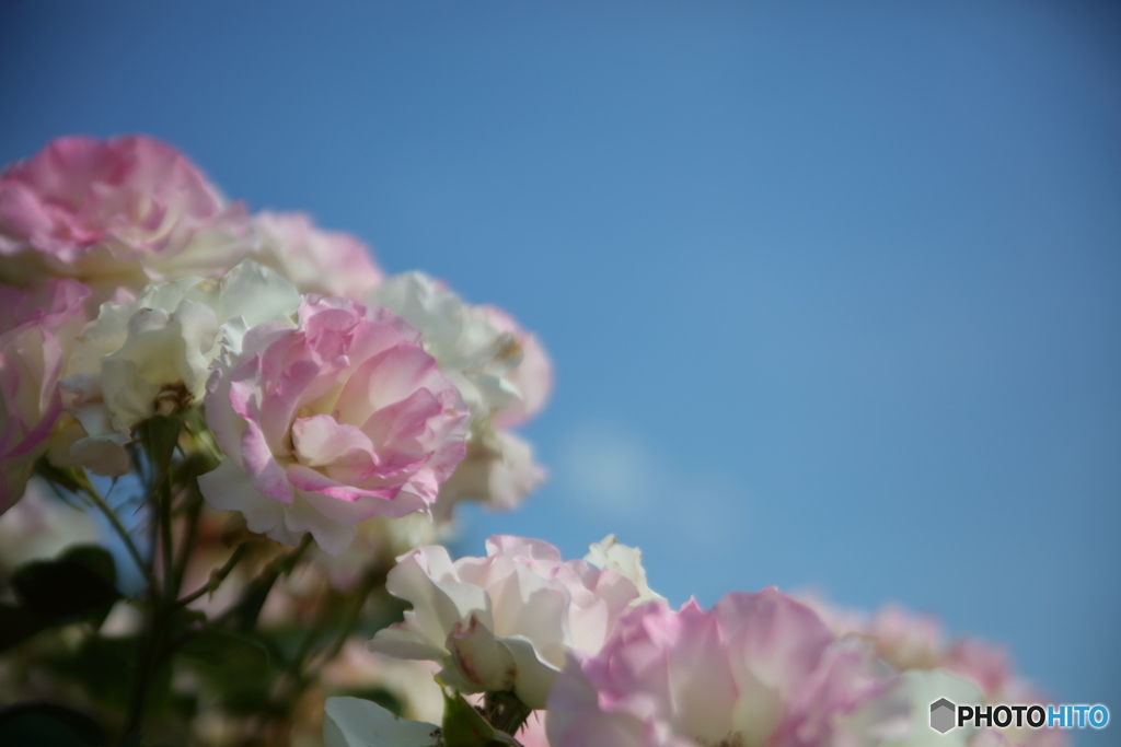 薔薇と青空