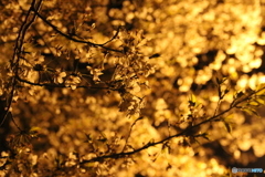 夜の桜 2