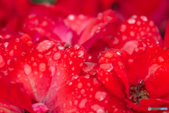 雨の赤い花びら