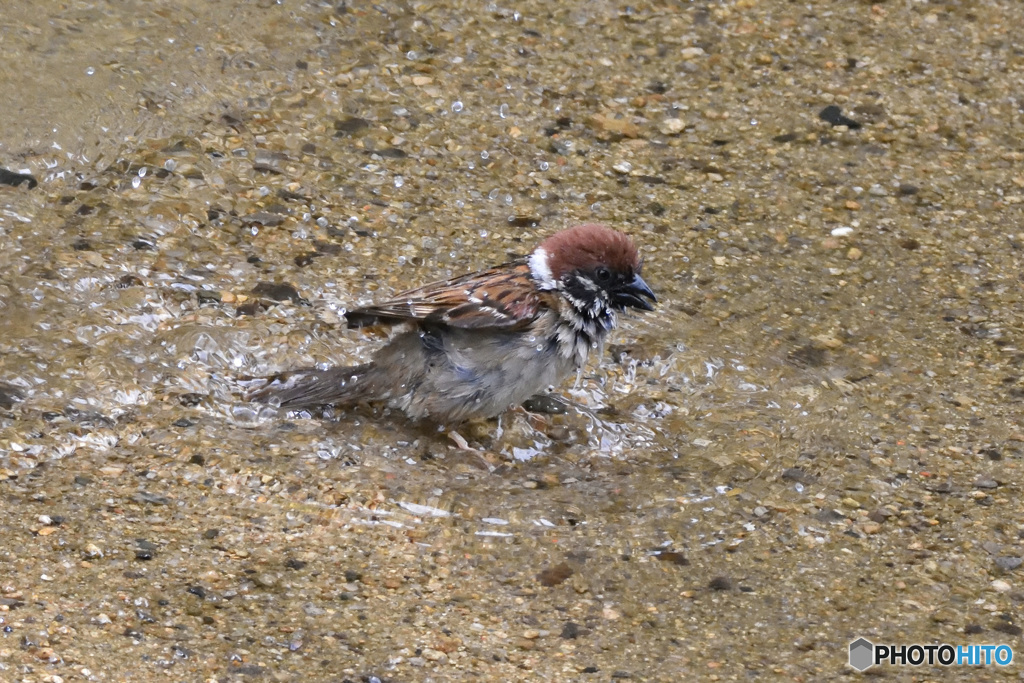 水浴びしてるスズメさん