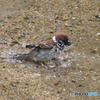 水浴びしてるスズメさん