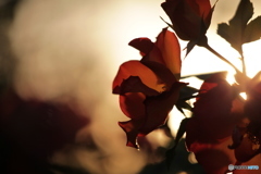 夕日の薔薇