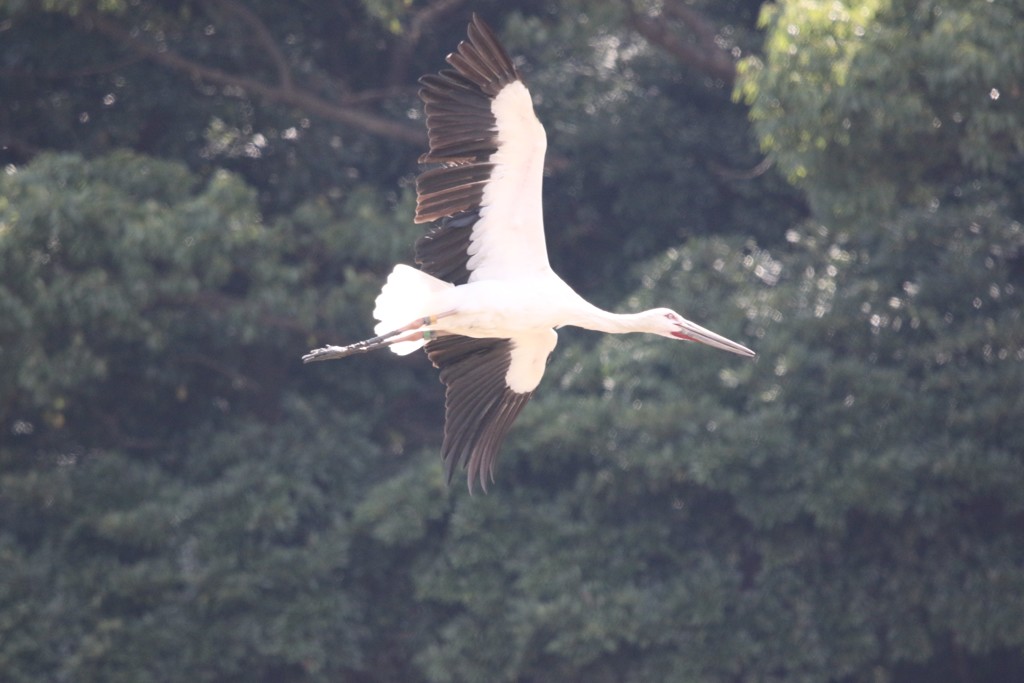 飛んでるコウノトリさん　3