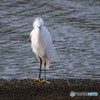 頭の羽がダイナミックな白鷲さん