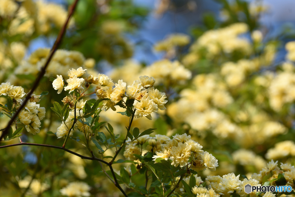 黄色の花