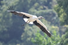 飛んでるコウノトリさん　1