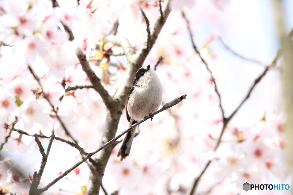 桜とエナガさん 3
