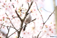 桜とエナガさん 3