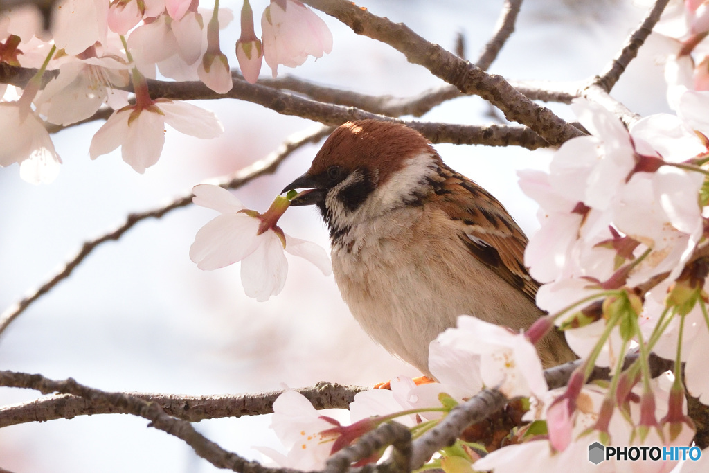 桜の花とスズメさん