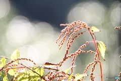 陽を浴びる植物