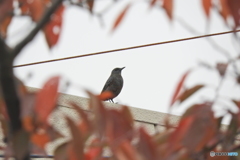 イソヒヨドリさん 2
