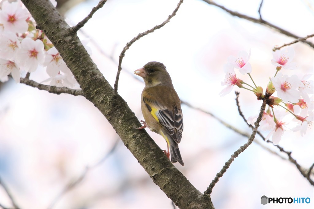 桜とカワラヒワ 1