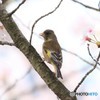 桜とカワラヒワ 1