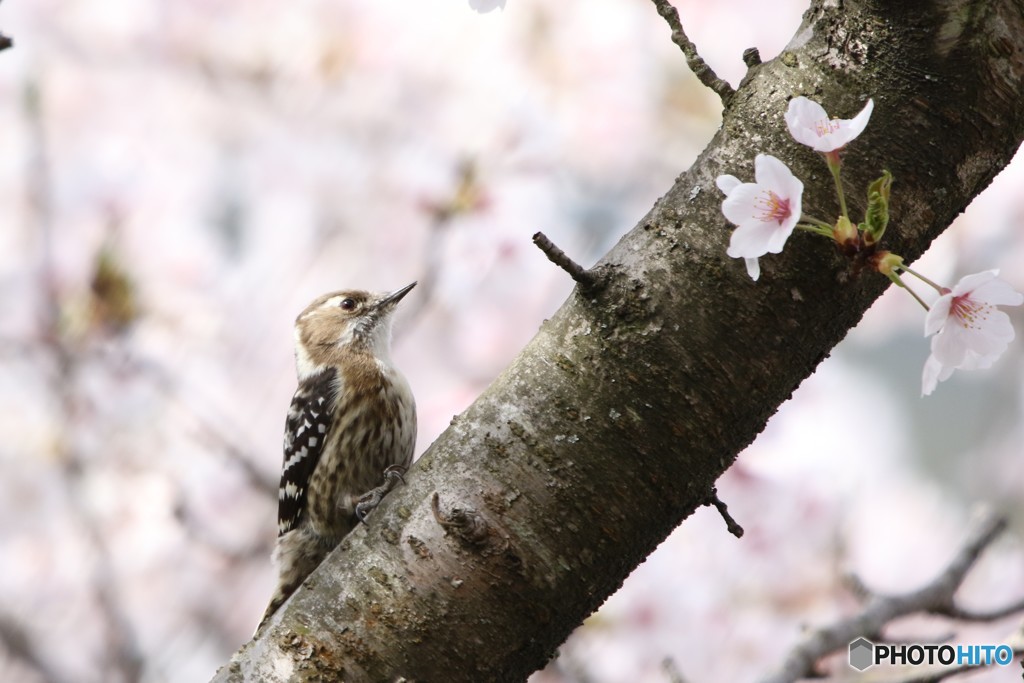 桜とコゲラさん 3