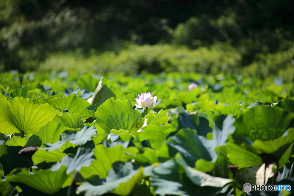 蓮の花