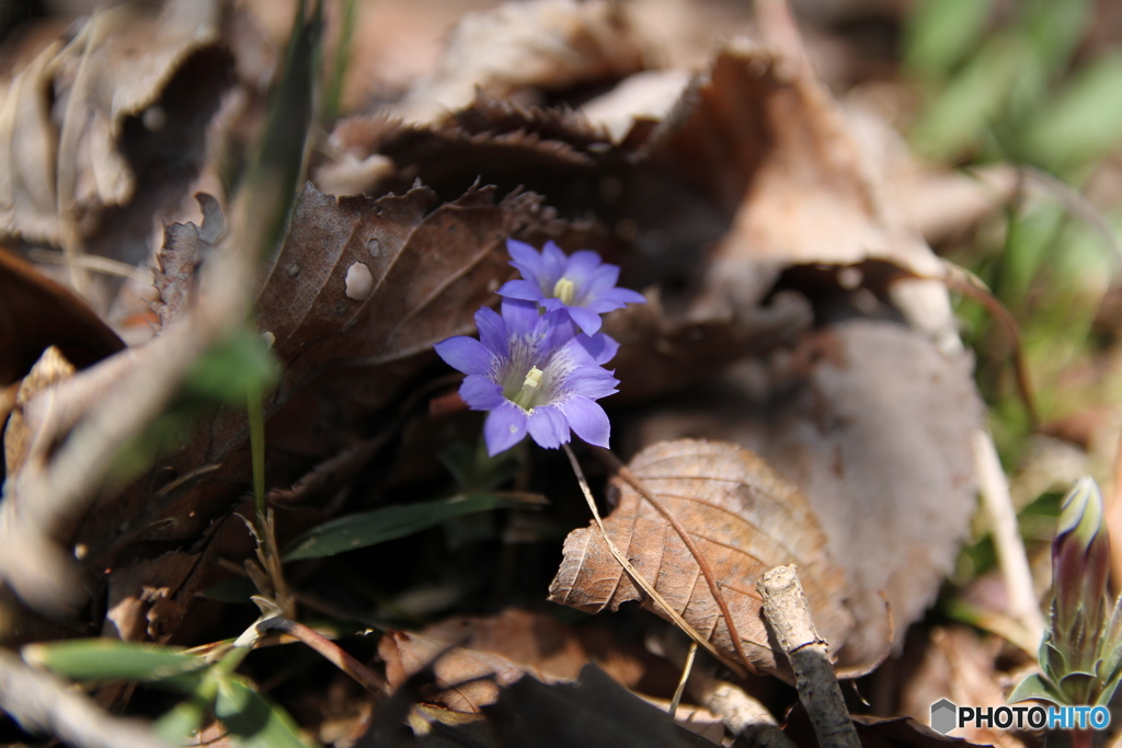 落ち葉と花