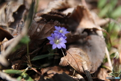 落ち葉と花