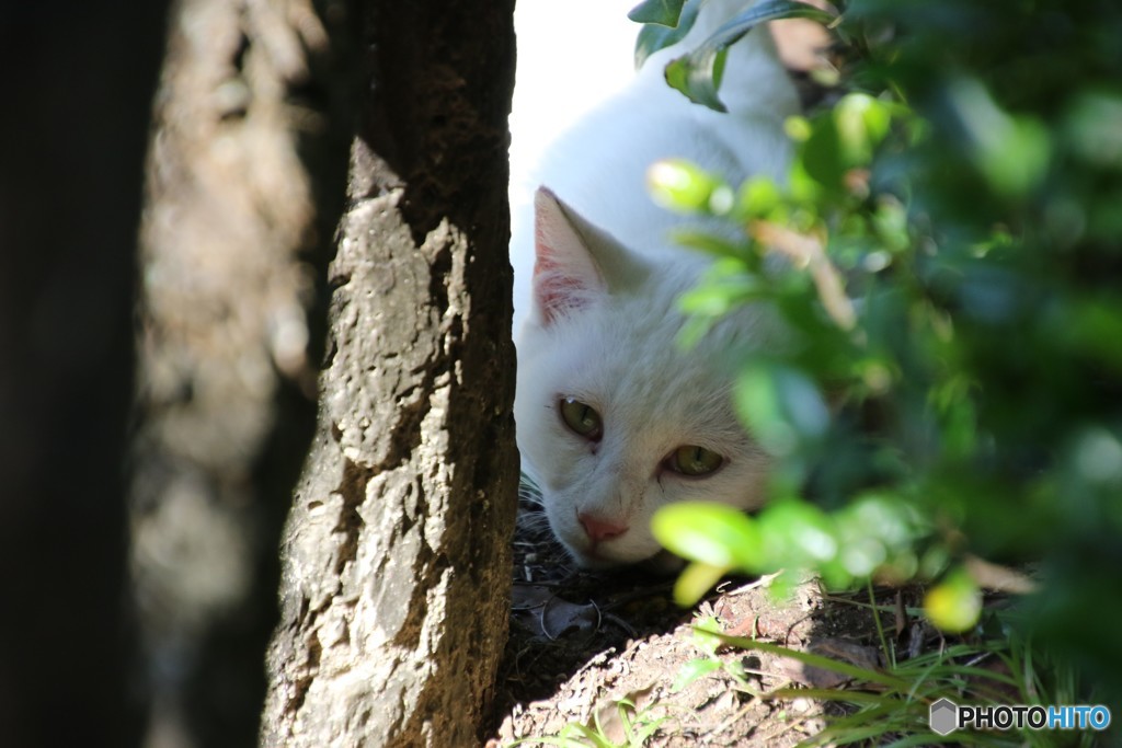 野良猫さん