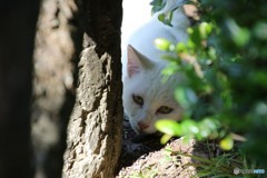 野良猫さん