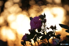 淡い夕日と薔薇