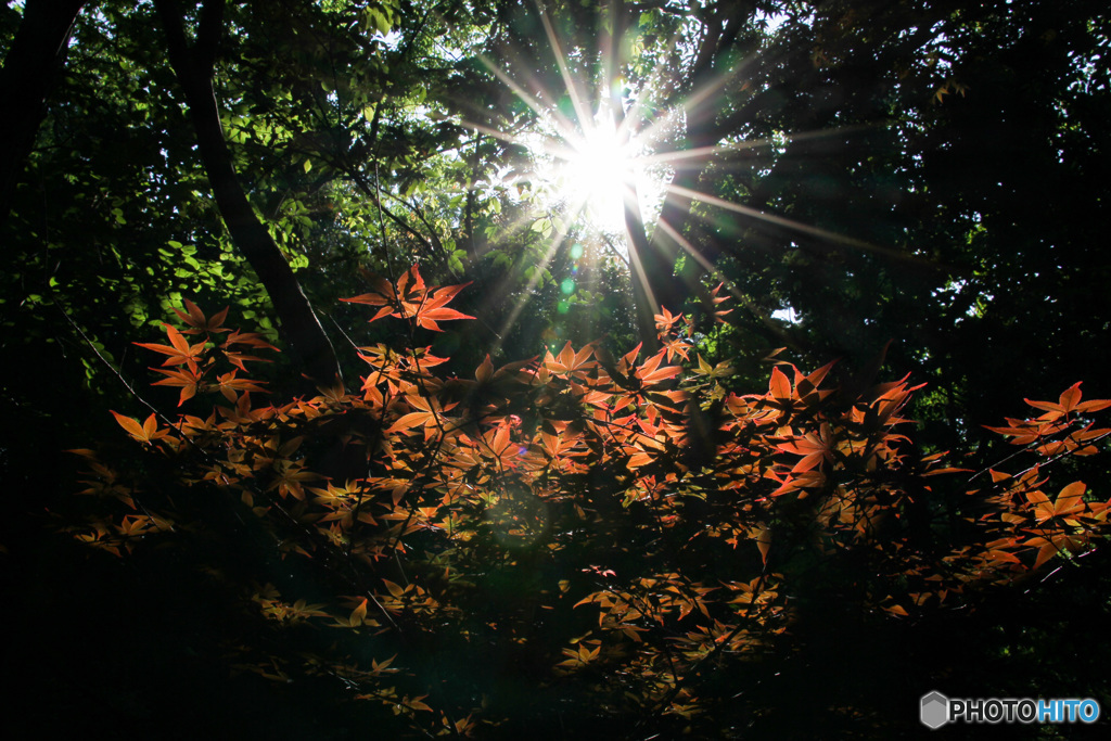 光と紅葉 1