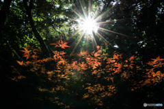 光と紅葉 1