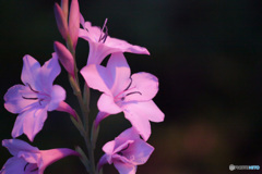 街灯に照らされる花