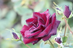 赤黒いバラ