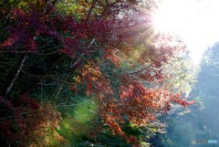 陽射しと紅葉