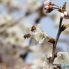 桜と蜂
