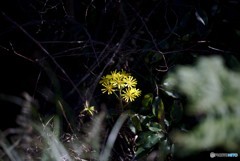 ツワブキの花