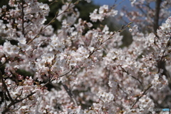 桜の花 4