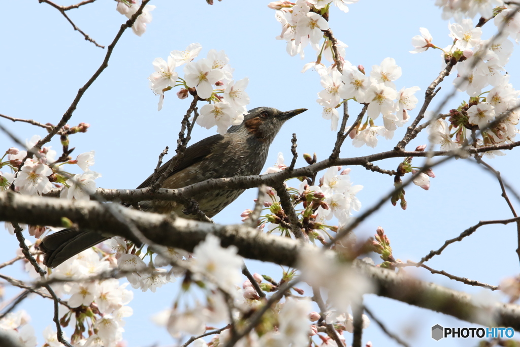 桜ヒヨドリさん 3