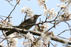 桜ヒヨドリさん 3