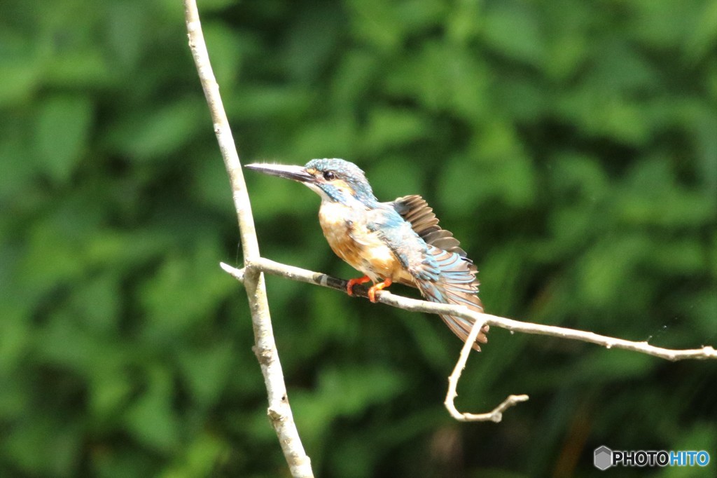 毛繕いの途中のカワセミ