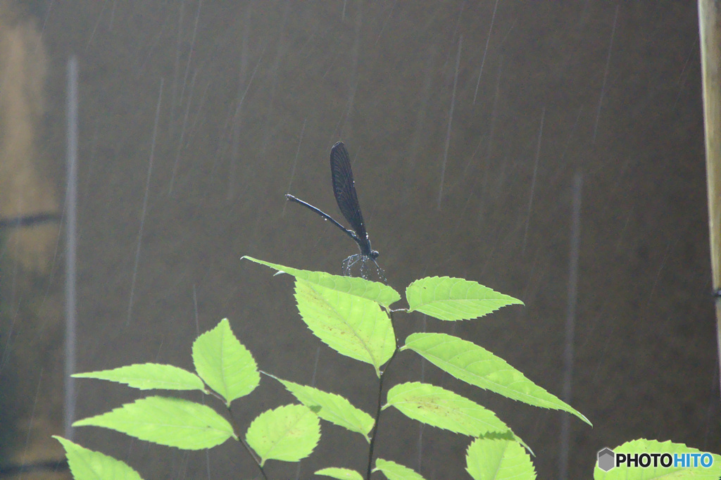 雨のハグロトンボさん