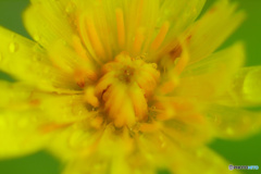 雨中の黄色い花